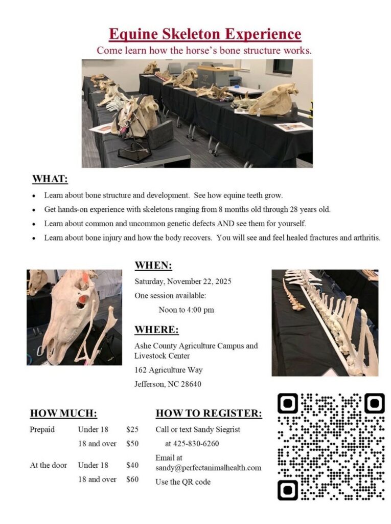 Equine Skeleton Experience Announcement